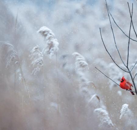 A bright red male Northern Cardinal sits perched on a branch in the falling snow.