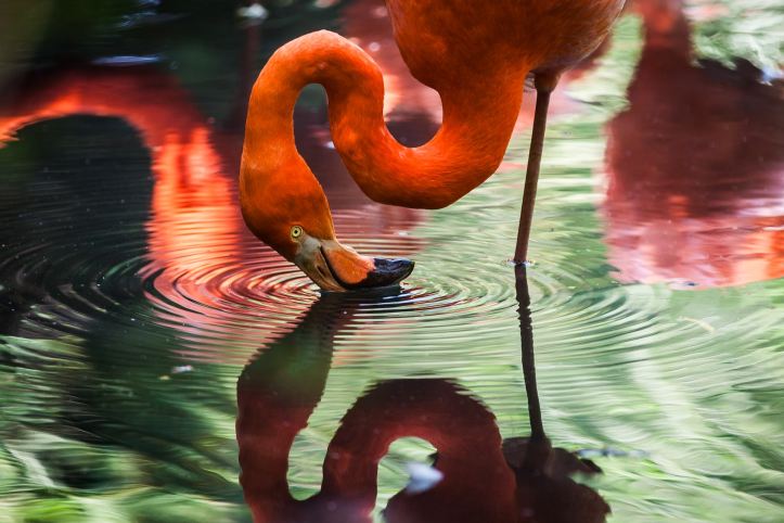 Flamingo looking at its own reflection in water. Image from Gaetano Cessati | unsplash.com