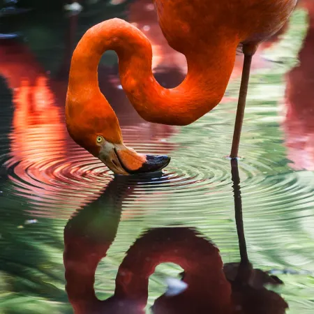 Flamingo looking at its own reflection in water. Image from Gaetano Cessati | unsplash.com