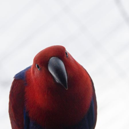 Bright red parrot looking at you curiously. Image from Ignacio Amenabar | unsplash.com