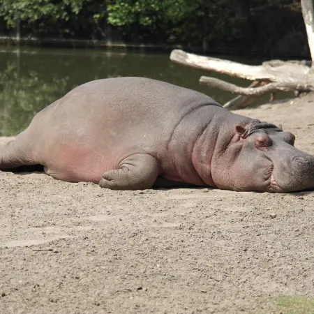 Hippo resting in the hot sun (Photo by Tim De Pauw | unsplash.com)